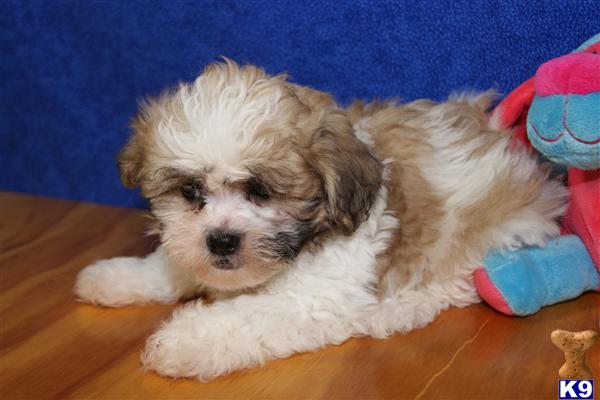 mixed breed shih tzu and bichon